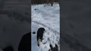 Winter Walk In The Woods