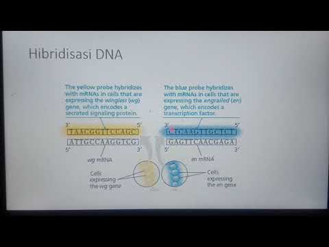 Video: Mengapa DNA bermuatan negatif?