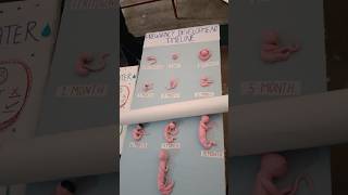 Pregnancy Development Timeline #darbhangamithila #model #shortvideo #ytshorts #art #artist