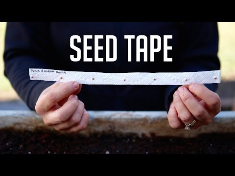 वीडियो: बीज टेप गाइड कैसे करें: गार्डन के लिए सीड टेप बनाने के बारे में जानें