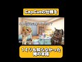 3日くらいかかった編集データを自分で消した話 #猫ミーム #猫マ二