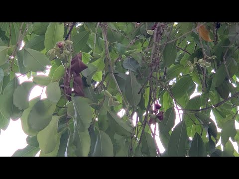 Miracle Jam/Jamun/Duhat/Blackberry in