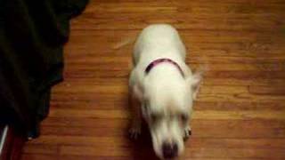 Koya's trick