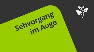 Wie funktioniert der Sehvorgang beim Auge? | Biologie | Humanbiologie