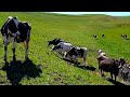 A spring day on a small family dairy farm