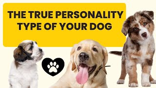 12 Riddles That Reveal the True Personality Type of Your Dog 🐶