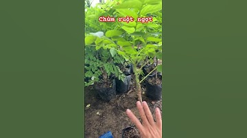 Cây chùm ruột ngọt chiết #ngocnganbentre #0386569374 #flowers #agriculture #bonsaitree #garden