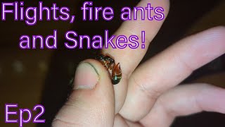North Carolina Anting episode 2: flights, fire ants and Snakes!