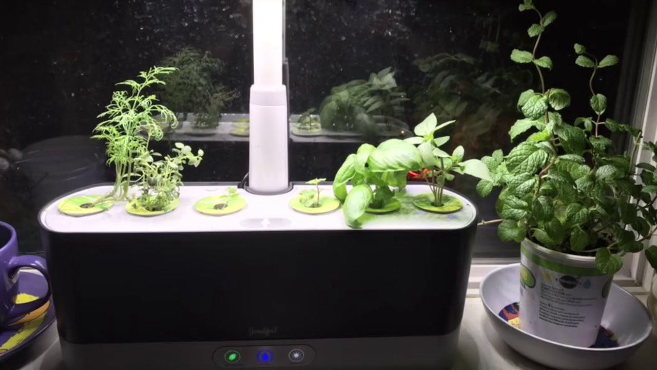 AeroGarden Review Week 7 YouTube
