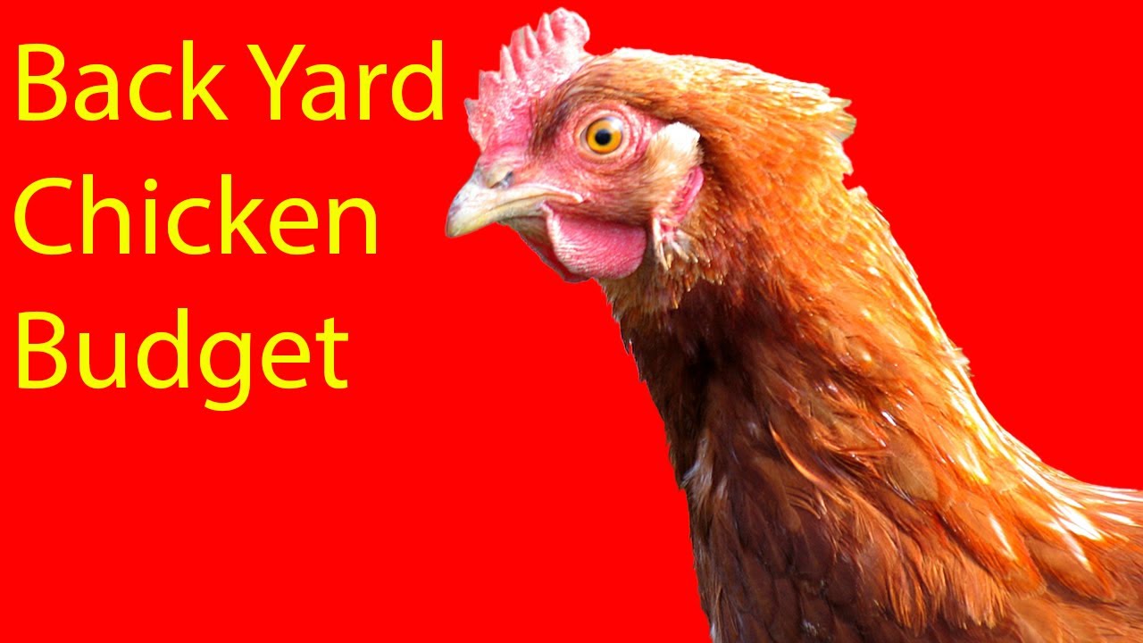 Back Yard Chicken Budget:  Small Scale Farm Management
