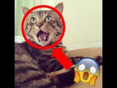 essaye de ne pas rire impossible chat