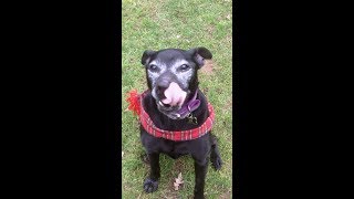 Pensioner Levi Staffordshire Bull Terrier Mooching.