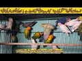Love Birds Mutation Parrots at UH Aviary Karachi 2022 | میوٹیشن لوبرڈز کا مستقبل کیا ہے ؟