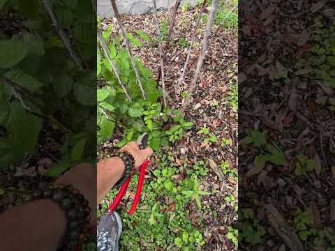 How To Prune