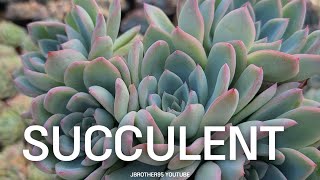 Pretty Succulents RelaxingVideo #17