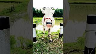 Httpsyoutubecomshortsqhtt9b6nhgsinfuvoufce baffalo cow trending short