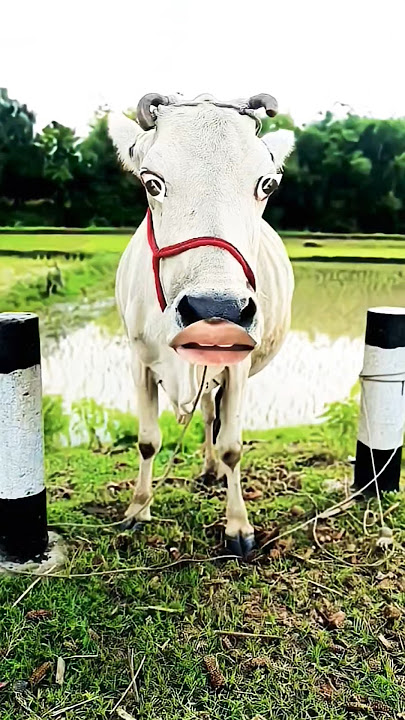 https://youtube.com/shorts/-qhTt9b6nhg?si=nfUVOUfce #baffalo #cow #trending #shortvideo 😱😂