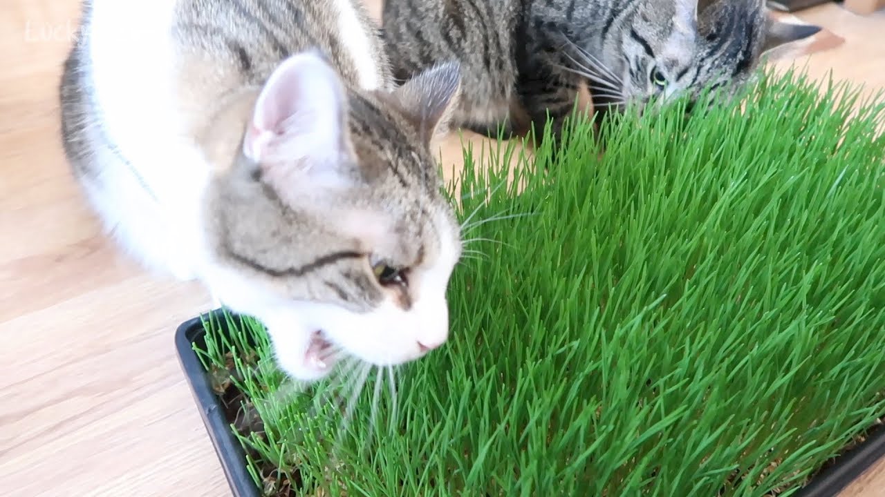 How To Grow Wheatgrass For Cats - Wheatgrass Growing Kit ...
