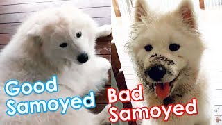 Good Samoyed, Bad Samoyed! by Samoyed Life 16,777 views 6 years ago 1 minute, 16 seconds