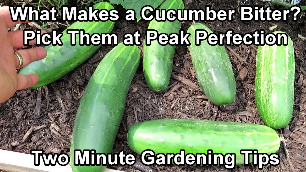 When  How To Pick Cucumbers And What Makes A Cucumber Bitter: Two Minute Trg Tips