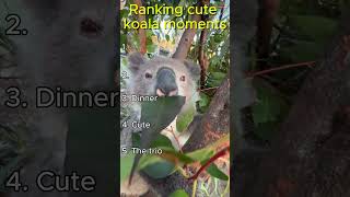 Ranking Cute Koala Moments