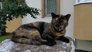 Tortoiseshell cat talking to me with her funny meow