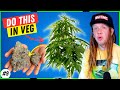 Veg Tips For MASSIVE Buds (Weeks 3-4)