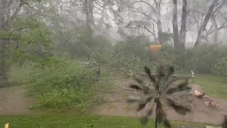 Trees blown over in West Nashville