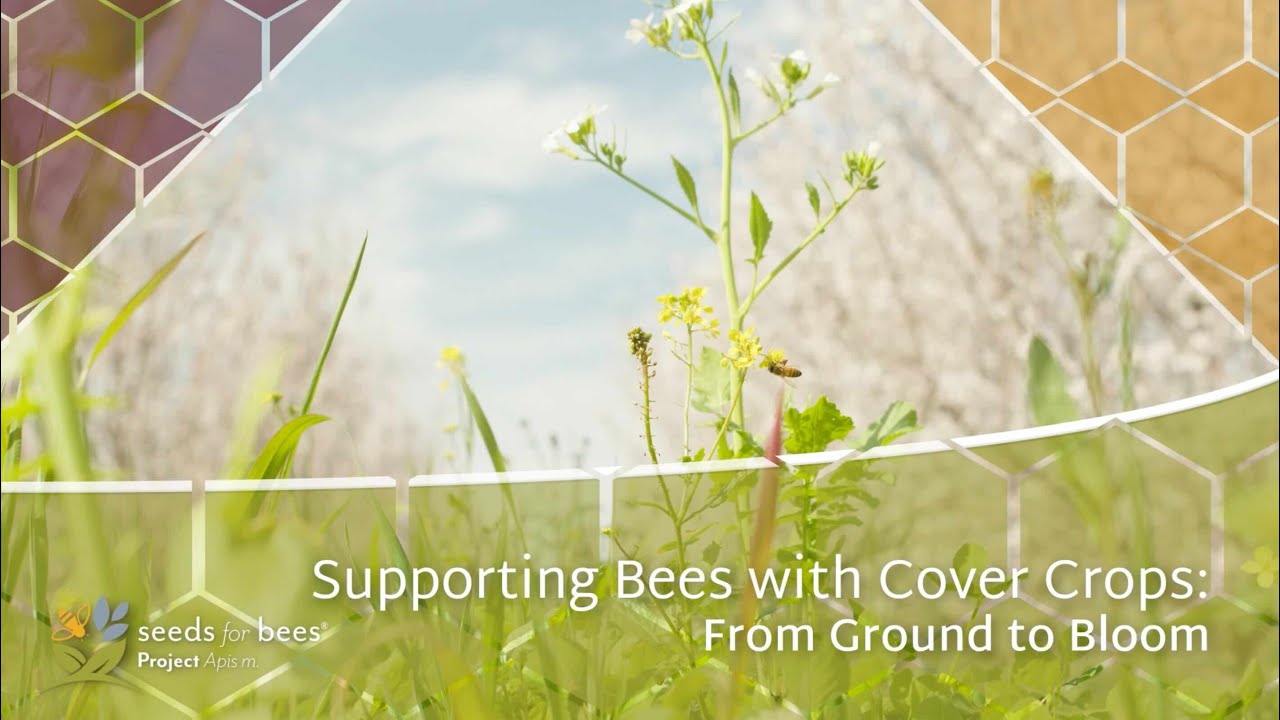 Supporting Bees with Cover Crops: From Ground to Bloom - YouTube
