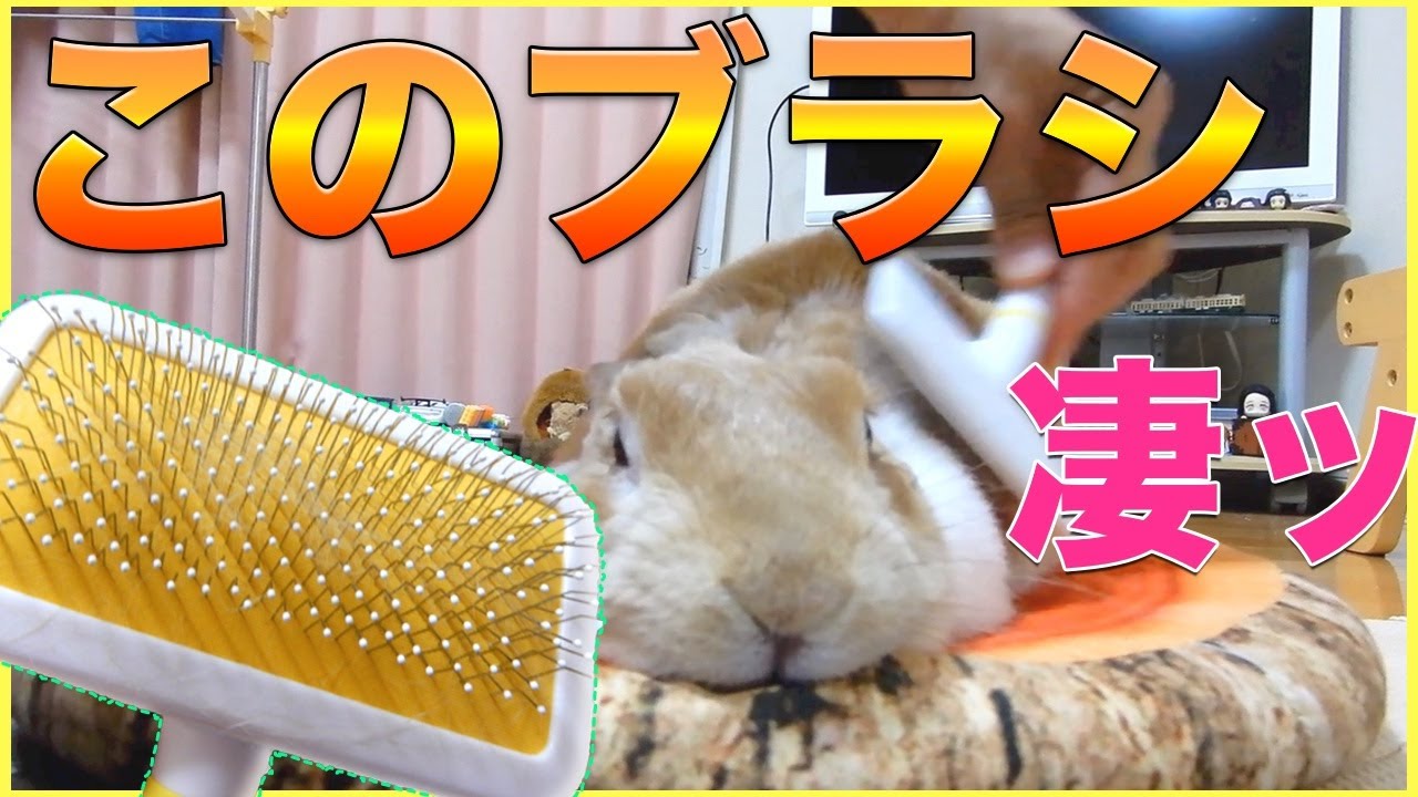 うさぎの換毛期対策に買ったブラシの性能が半端なかった Youtube うさぎの換毛期対策に買ったブラシの性能が半端なかった Youtube
