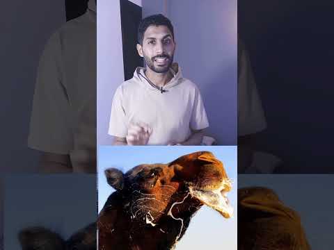 لماذا ذكر الجمل في القران