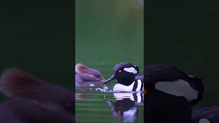 How she is waiting for him? Hooded merganser #wildlife #birds #love #wildlife #duck #birdlovers