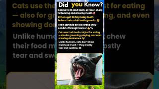 Title Incredible Cat Teeth Facts You Didnt Know