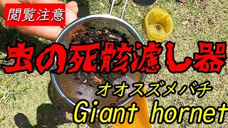 ≪アース　ハチがホイホイ≫　で　オオスズメバチを捕まえる！！！　閲覧注意。