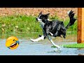 Funniest Dogs And Cats Videos - Best Funny Animal Videos 2022 😂