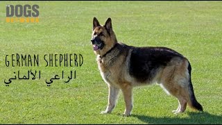 الحلقة الأولى: الراعي الألماني قوة شخصية وعزة نفس