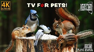 4k Cat TV 🐱 Dog TV 🐶 Upstate Birds And Critters: Ep 255 — 050924