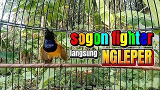 Suara sogon fighter ngleper memicu lawan dan terpancing ngleper#sogon #sogongacor #pancingansogon 