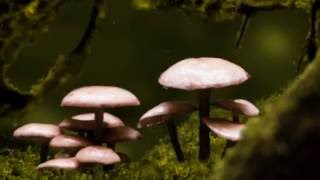HD mushroom animation - Blender 3d