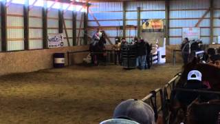 Helena Calf Roping 2