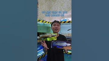 Cá lóc Tiểu hoàng đế (channa stewartii) đã thay đổi như thế nào sau 1 năm| Cá cảnh An An #cacanhanan