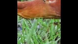 Tiếng cò lửa đánh đêm.