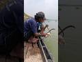 Will it Survive the Strike? 😱 Whole Chicken vs Giant River Predator! 🍗👹🎣 #fishing #danialfishing