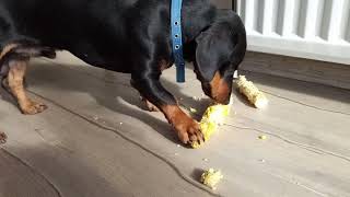 Пёс ест кукурузу. Второй качанчик уже жует.