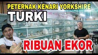 EKSLUSIF...!!!Liputan Ternak Kenari Yorkshire di Turky | JUNIOR AYDIN YORKSHIRE TURKY