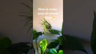 How To Make Your Air Plants Float!🌿 #howto #tips #tipsandtricks #hacks #plants #ideas #airplants