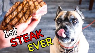 Letting Homeless Dogs Pick their Own Dinner!  [Compilation of best home made dog food!]