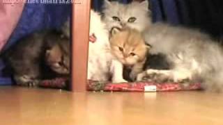 Elevage Chats Persan Chinchilla Golden Dijon 21 Bourgogne Elevage Chats Persan Chinchilla Golden Dijon 21 Bourgogne