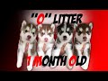 O LITTER: 1 MONTH OLD (SIBERIAN HUSKY)