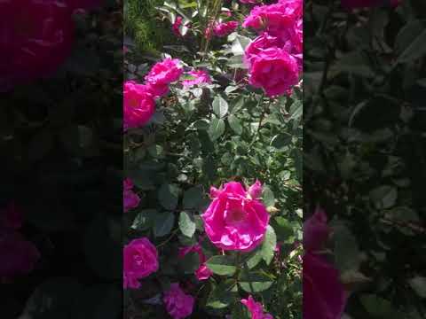 Видео: Информация за розите Polyantha и Floribunda